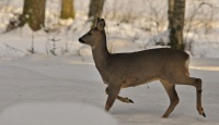 Bambi på vinterføre.