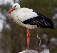 Storken begynner å bli dritlei fotografene.
