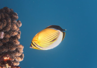 Snorkling i Rødehavet