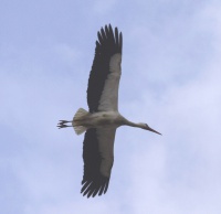 Stork i flukt