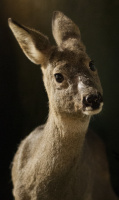 Bambi