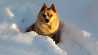 Hund i snø