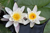 Vannblomster