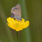 Argusblåvingen på smørblomsten