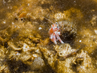Eremittkreps