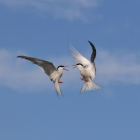 Hederlig omtale - Ternekrangel