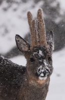 Rudolf har snø på nesen