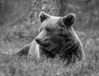 Resting - Antatt - X INTERCONTINENTAL CIRCUIT 2025