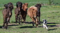 Antatt - Hester jager hund