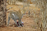 Leopard vokter sitt bytte
