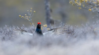 Vårstemning - Antatt - Natur - Høst 2024