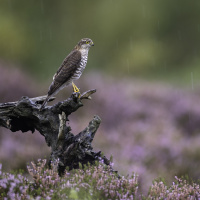 Sparrowhawk in the rain