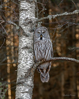 Sunrise with a great grey owl 40x50