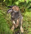 Søkkvåt Hare rister seg