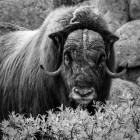 Morsk - Antatt monokrom - Nordisk fotomesterskap 2025