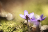 In a fairy tale - I