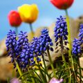 Fra galleriet