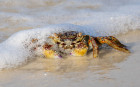 Crab hiding in foam - antatt nature 17th Finland Int. dig. Circuit 2025
