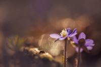 Hepatica nobilis