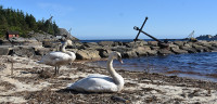 Svanepar nyter strandlivet