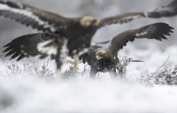 Eagles in snow