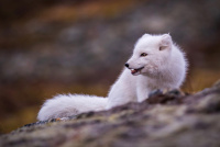 Antatt - Nordisk Mesterskap 2020 - Little Fox