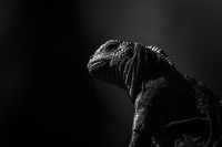 Marine iguana - Antatt - Digital monokrom-fritt motiv - vår 2024