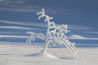 2. plass mars 2025 - Frosty bush