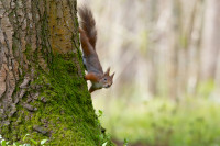 Har du noen nøtter til meg