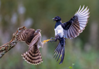 Skal vi danse? Årboka 2025