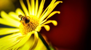 3.plass - Blomster og bier