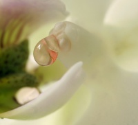 Mystikk i en orkidblomst
