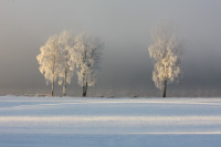 Gull - Rimfrostens kunstverk