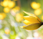 Vår gul vill tulipan