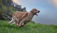 Retriver