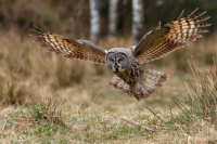 Antatt, Digital Natur - Great Grey Owl