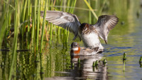 Antatt - Svømmesnipe paring