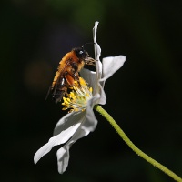 Bien og blomsten
