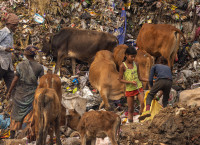 Barnearbeid - antatt - Digital, dokumentar/fotojournalistikk - Høsten 2025
