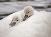 Hederlig omtale - Trygt og godt