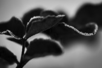 Dreining