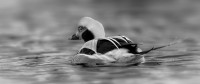 Long-tailed duck - Antatt "digital monokrom fritt motiv" vår 2022