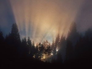 Antatt - Naturens magiske spotlight