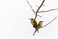 Bee Eaters - antatt colour 17th Finland Int. dig. Circuit 2025