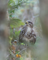 Musvåk mellom trærne-Antatt Digital, natur-Høst 2025