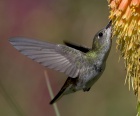 Hederlig omtale: Svirrende kolibri