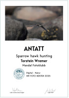 Sparrow hawk hunting