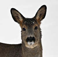 Våt i pelsen etter snøvær