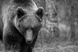 Close enough - Antatt - 10. Nordic Int. Digital Circuit 2025