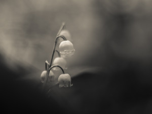 Antatt - Liljekonvall